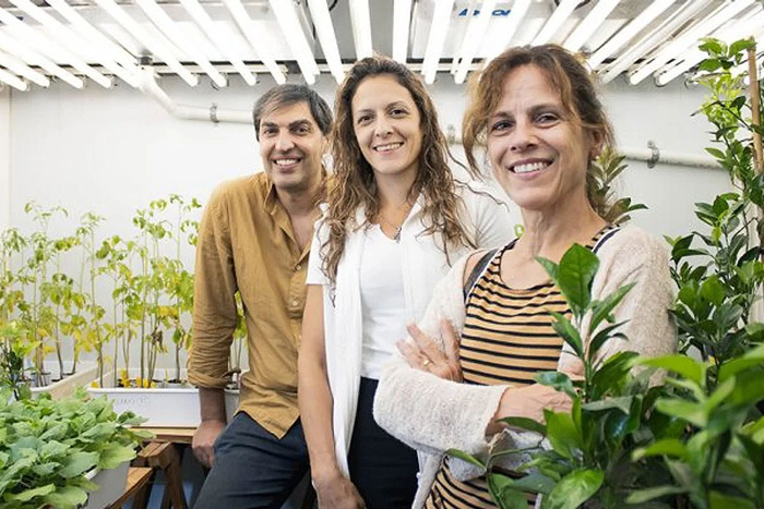 El romero puede ser una “vacuna” para los cultivos