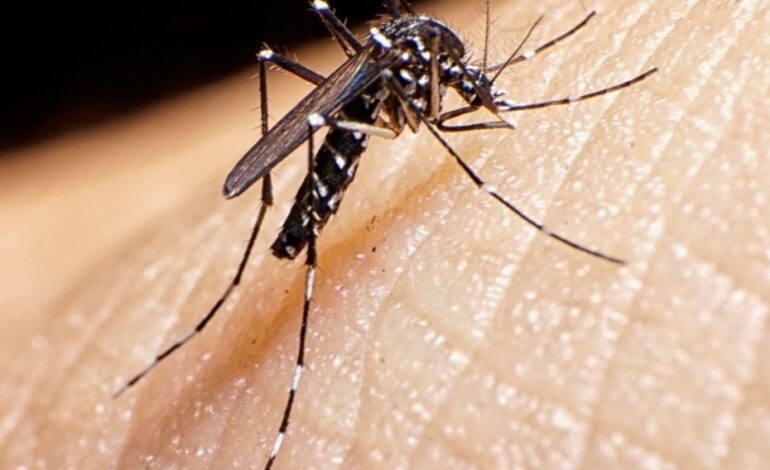 Se confirmaron seis nuevos casos de dengue en la provincia