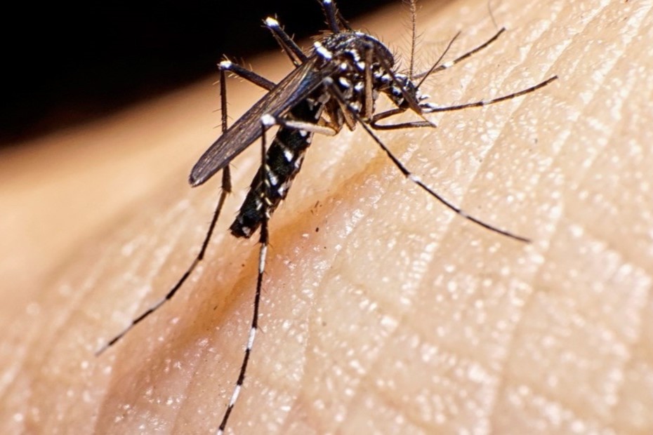 Se confirmaron seis nuevos casos de dengue en la provincia