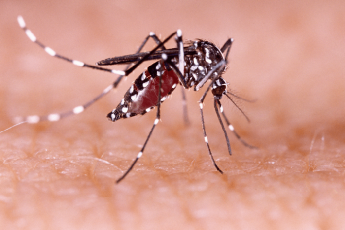 Dengue: murió en Rosario una joven de 25 años que no tenía comorbilidades
