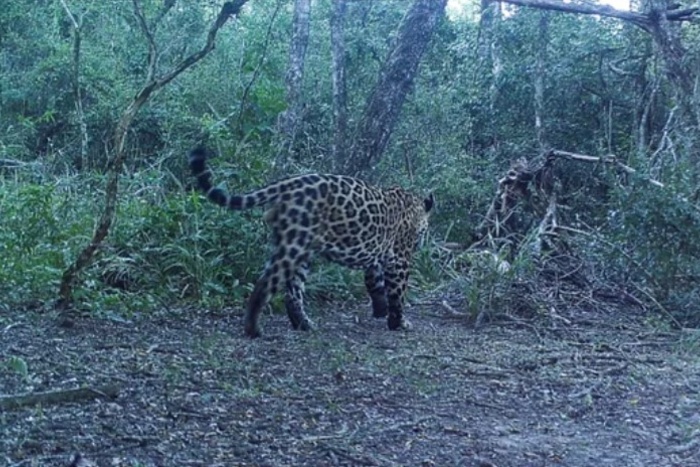 Hallaron un nuevo ejemplar de yaguareté en el Parque Nacional Río Pilcomayo