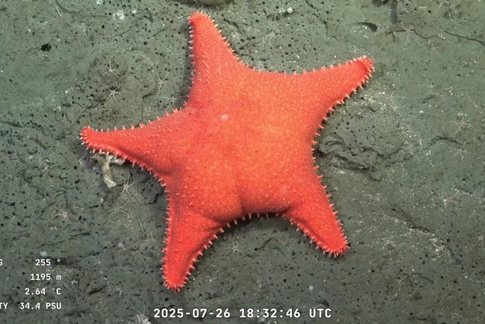 Empezó la nueva expedición científica frente a las costas del Uruguay, con una transmisión en vivo