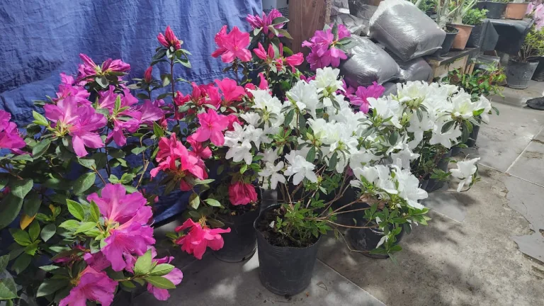 El anexo del mercado San Miguel recibe la primavera con una feria de plantas y flores