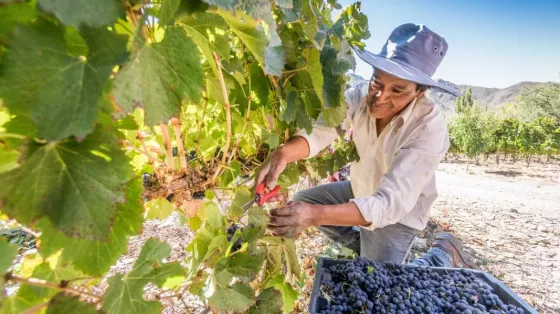 La Vendimia 2026 se vive en Salta con diversas propuestas en las bodegas de los Valles Calchaquíes y de Lerma