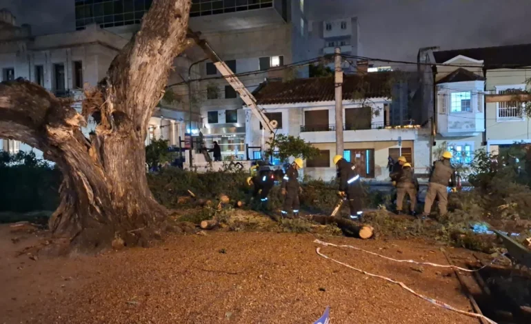 Personal municipal retiró un árbol de gran porte que había caído en plaza Belgrano