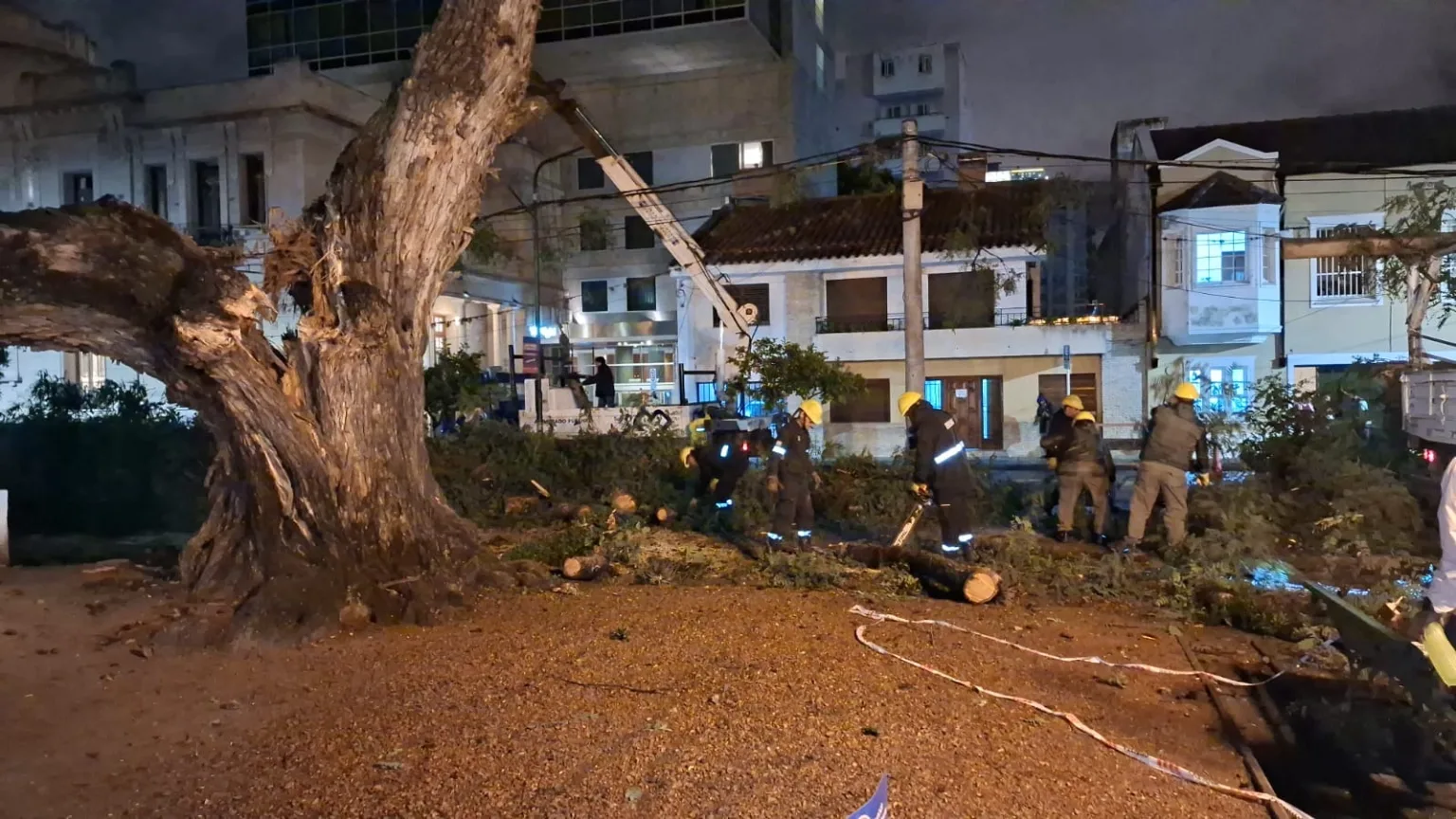 Personal municipal retiró un árbol de gran porte que había caído en plaza Belgrano